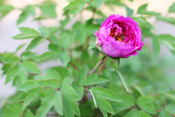 CF手游天神VS修罗武器对比解析 谁才是沙鹰之王-三亿体育官网(图1) 三亿体育